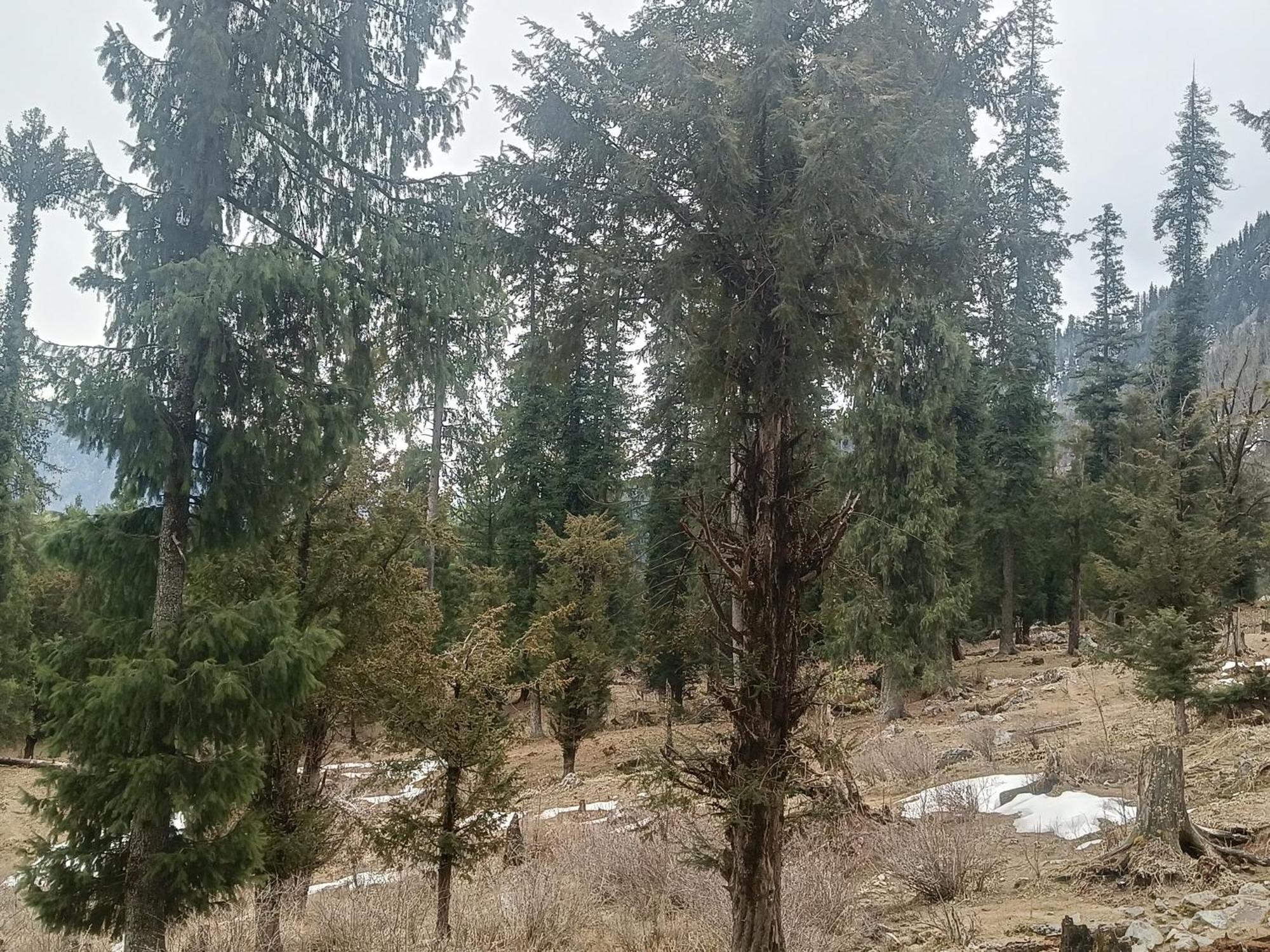 Trimounts-A Boutique Hotel & Wellnes Center In Tirthan Valley Banjār Zewnętrze zdjęcie